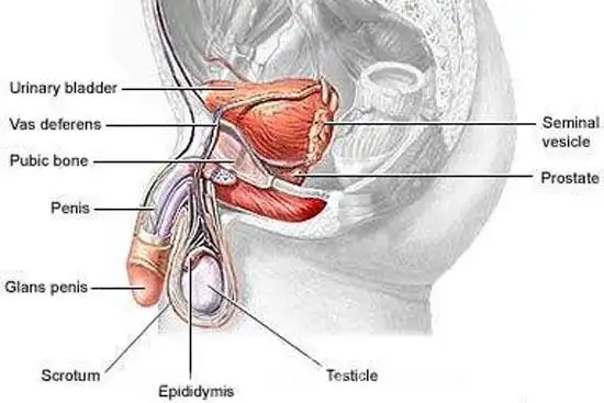 【阴囊是什么】---什么是阴囊