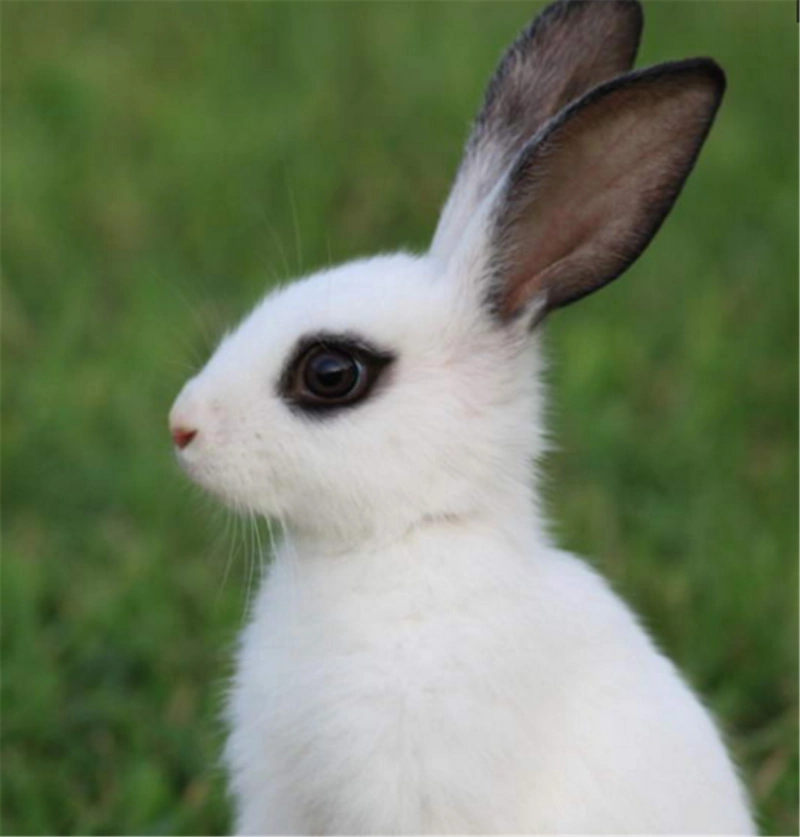 最萌宠物兔,上班族的最好选择哦,最后一个是真的美