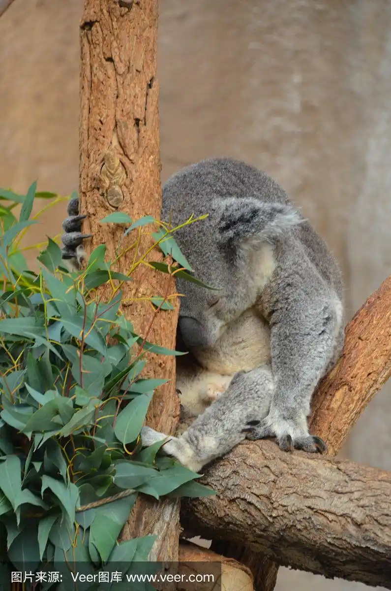 考拉在动物园睡觉