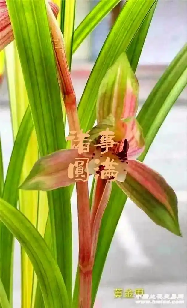 大量收购春兰春剑兰花朵 - 抖音