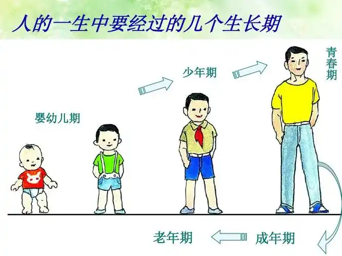人的一生中要经过的几个生长期 少年期 青 春 期 婴幼儿期 老年期