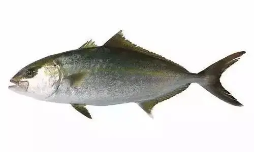 鱼课堂章红鱼一种中国最喜欢的红色鱼