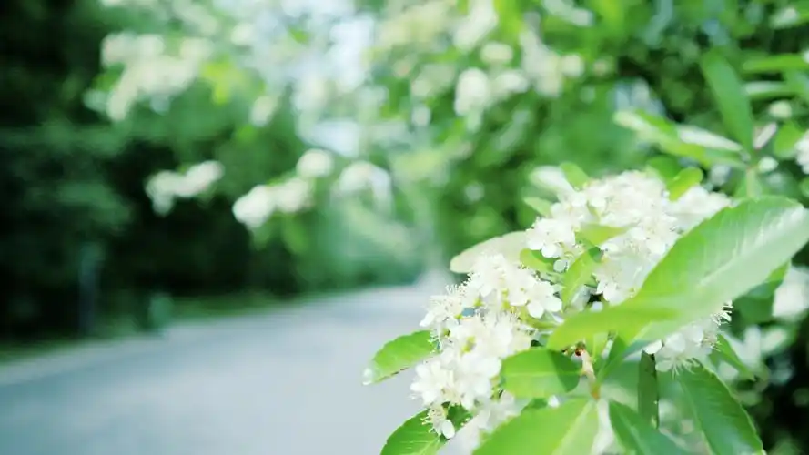 清爽春日风光摄影高清桌面壁纸