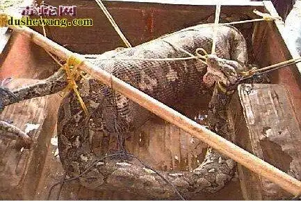 疑似吃人的蟒蛇影视合成蛇吃人视频截图疑似吃了人的大蟒蛇蛇肚子解剖