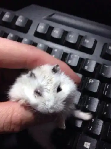 我的小仓鼠眼睛这样了,我用小乐敦眼药水能治好它么?