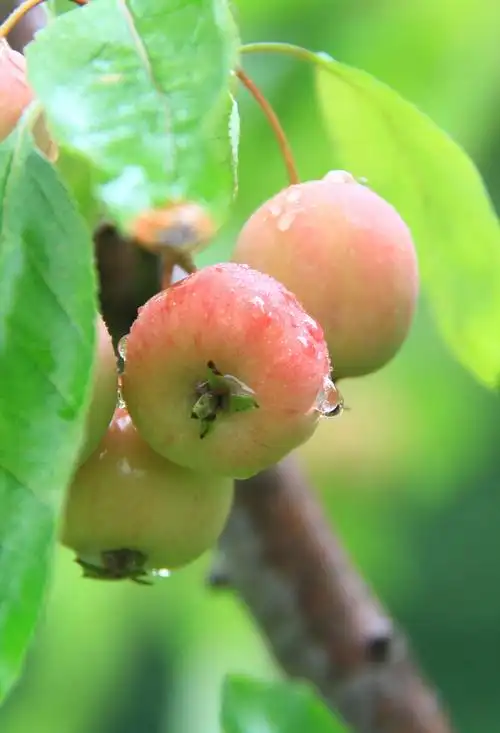 海棠果可以吃了吗