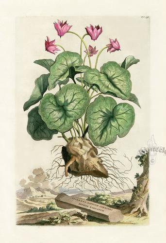 设计素材 abraham munting复古植物插画 86p