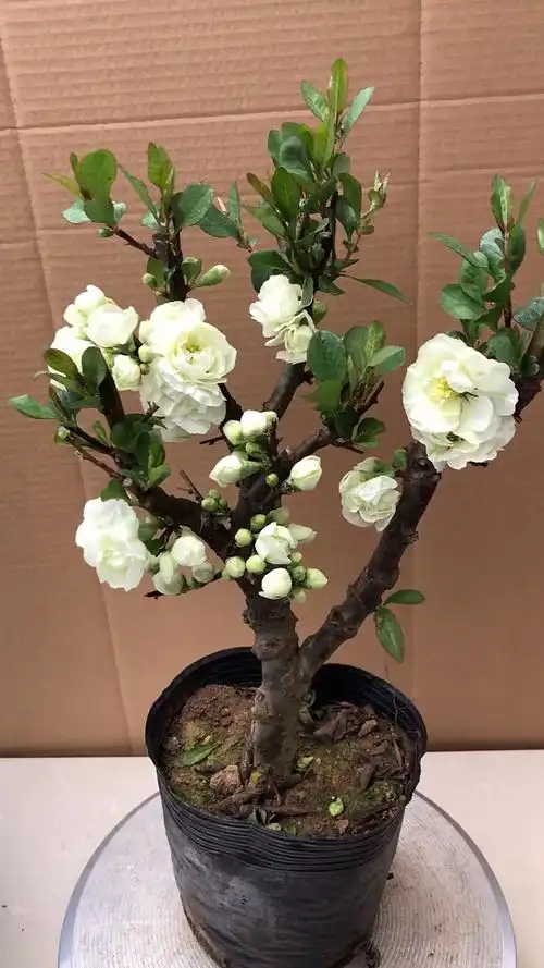 绿宝石海棠花也是海棠中开花好看的一个品种