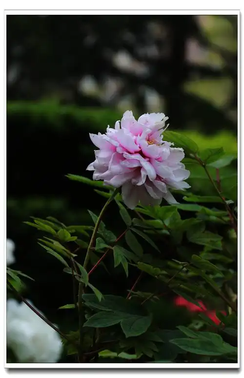 国色天香~~~~~~牡丹花(竖版)