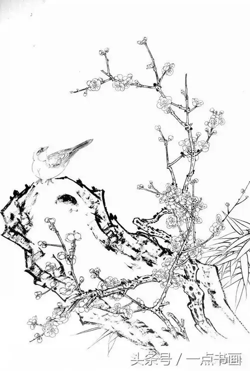 国画素材丨白描梅花画稿
