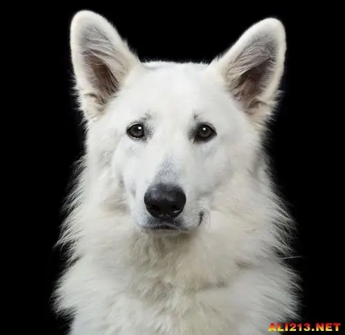 偶尔严肃的哈士奇其实很帅!动物们一本正经的证件照