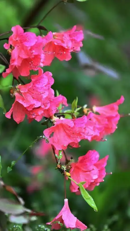 赏花季之大别山的红杜鹃
