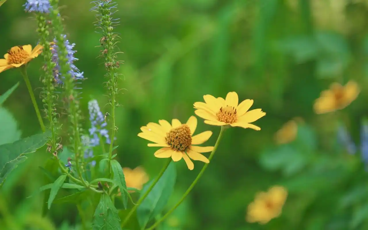 绿色护眼植物图片摄影图片电脑壁纸~~清新护眼植物图片非常适合做壁纸