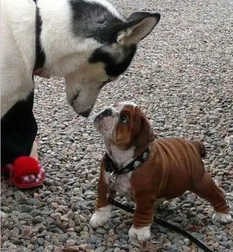 0cm 大眼瞪小眼,谁怕谁,一点都不虚你,看什么看,瞅什么瞅,有什么了不