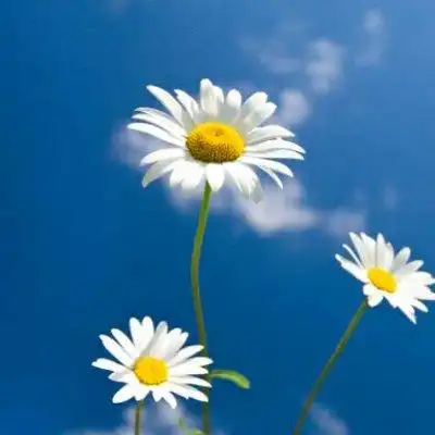 六张好看的清新图片头像高清大图_小清新头像_美头网