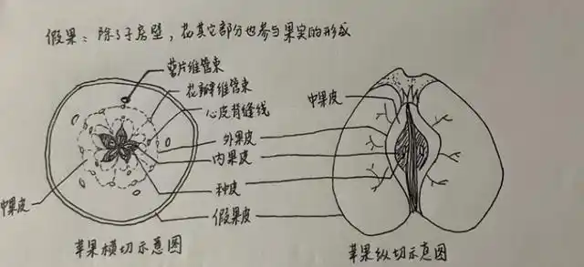 果实的结构是什么