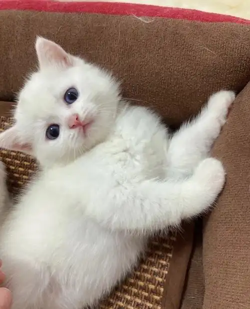 纯白英短求带走