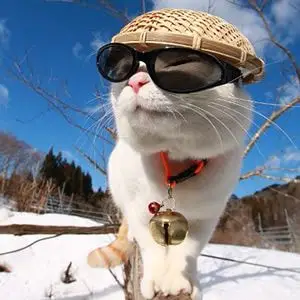 戴墨镜的猫咪头像