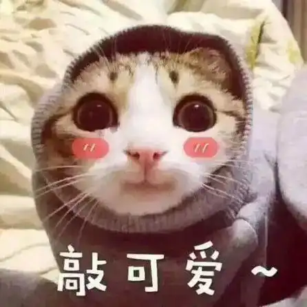 猫咪gif敲可爱gif脸红gif萌萌哒gif