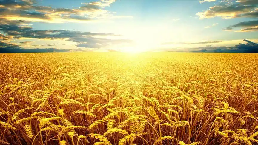 植物视频:阳光照得眼前的麦田金灿灿的,太美了