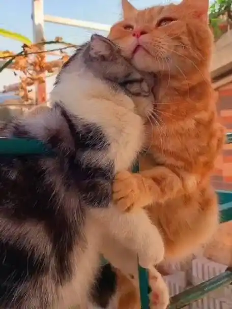 大型猫咪秀恩爱现场,大方的撒狗粮,根本不避人