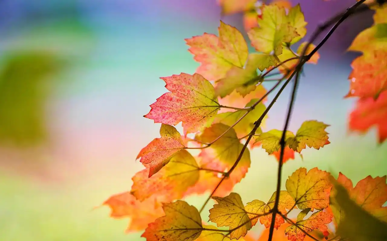 深秋枫叶美景高清桌面电脑壁纸
