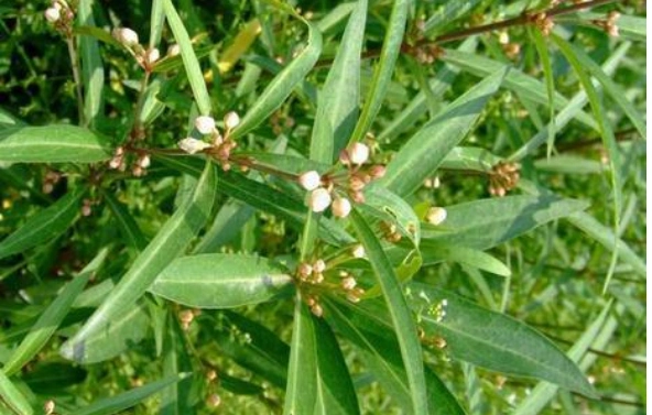 白前种植的亩产效益是多少