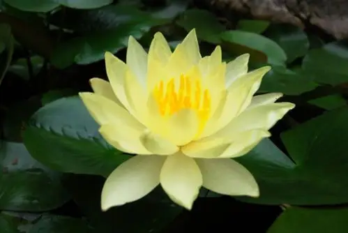 序给我一朵金色的莲花我要乘著花瓣披著毫光穿越大千回我西方的家弥陀