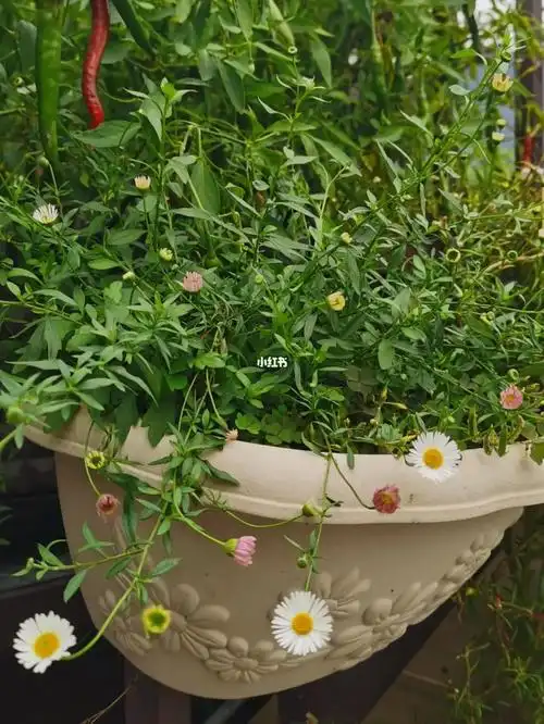 墨西哥飞蓬草生命力超级顽强啊