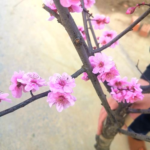 梅花树苗基地销售红梅绿梅腊梅榆叶梅花苗冬季耐寒老桩盆景庭院树室内