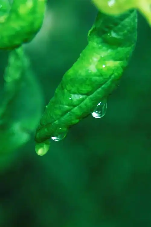 绿色高清小清新护眼,高清图片,手机锁屏桌面-壁纸族