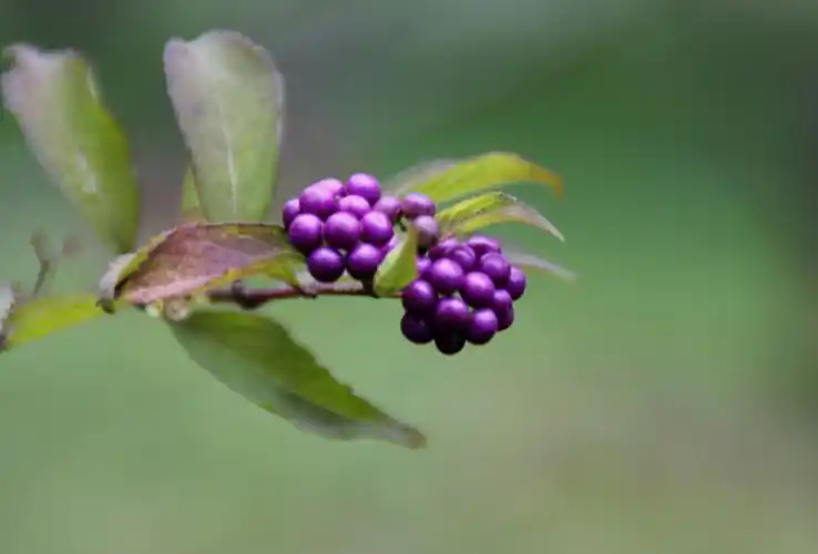首发果实累累的紫珠