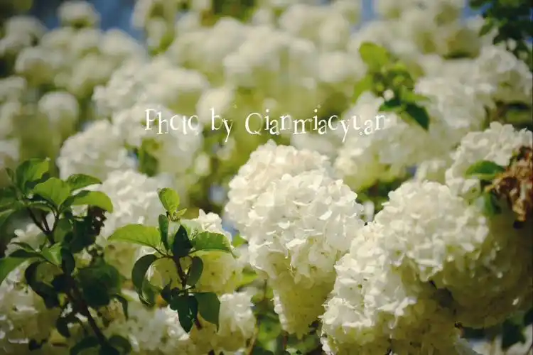 植物园木绣球和紫藤的小清新春天4月4日