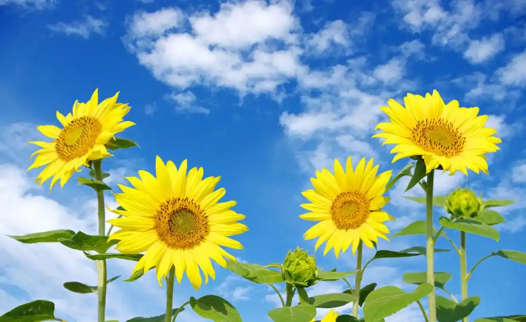 向日葵,在多云的蓝色天空向日葵字段