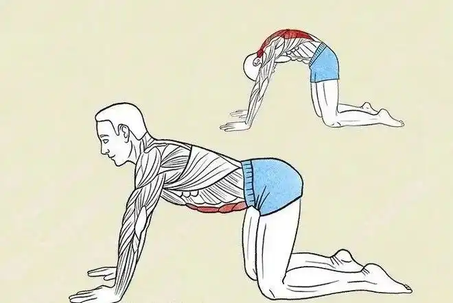 动作6:拉伸部位:腹直肌,胸部动作5:拉伸部位:上中下斜方肌,菱形肌