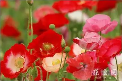 5月17日花语角罂粟花生日花语自然