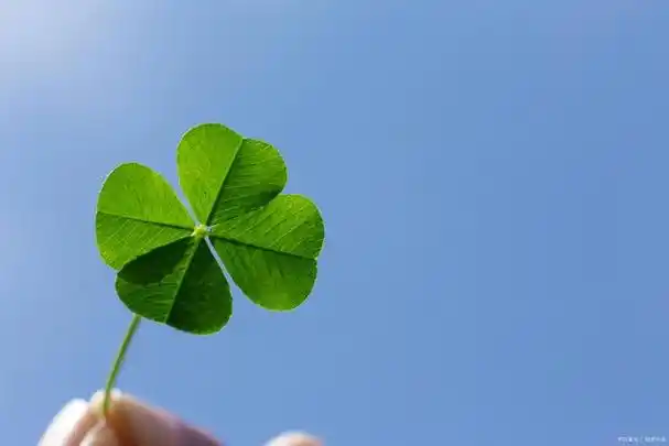 它的每一片叶子都有着独特的意义,代表着希望,信仰,爱情和幸运.