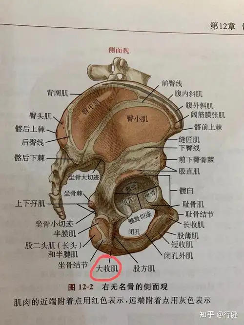 大腿根部疼是怎么回事