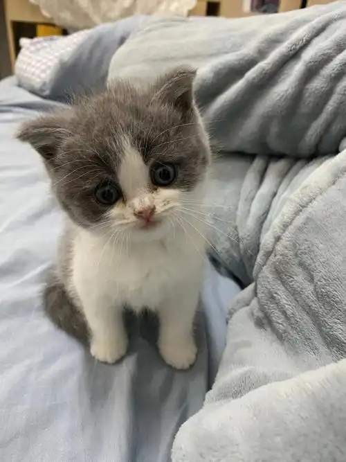 每天早上一起来就会蹲在枕头边光望#英短蓝白  #猫 #我的萌宠 #新手养