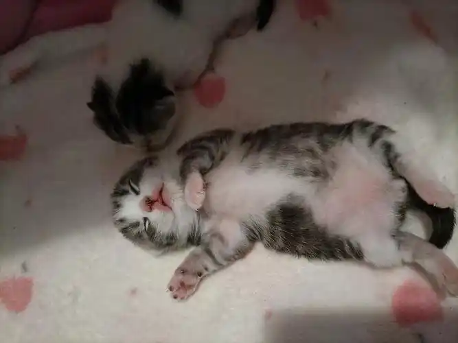 自家美短2小只有偿