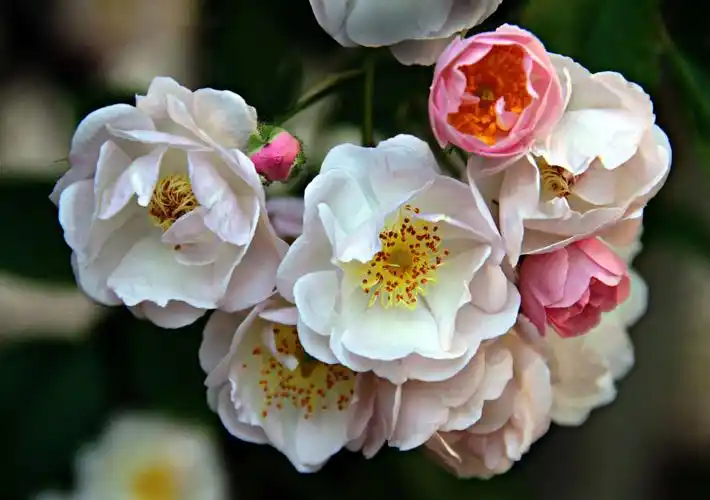 百花图(2020年元旦的问候)