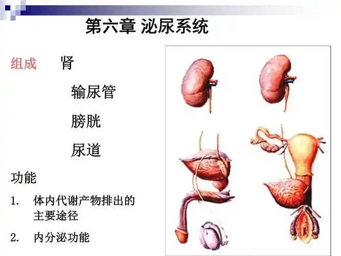 泌尿系统 urinary system1课件.ppt