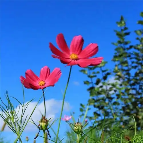 唯美格桑花头像图片 幸福生活和好运的美好愿望和感情_植物头像_头像