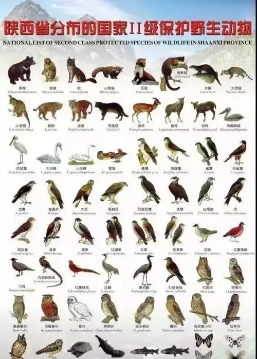 遥远的哭声——非法杀害交易野生动物的罪与罚