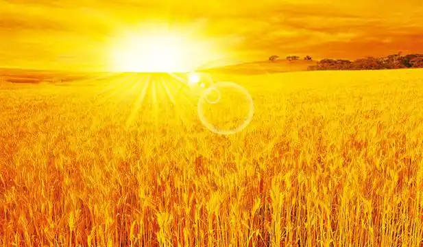 关键字:丰收景象麦田图片秋天景色优美风景金色麦田小麦丰收季节农田