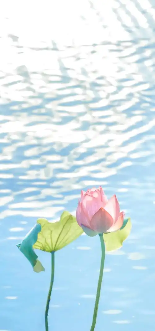 在世如莲,净心素雅,不污不垢,淡看浮华