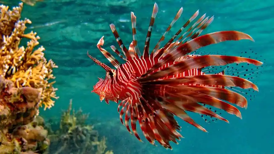 尾部上方有1-2根毒刺,长约5-10公分,多数分布海洋,少部分属于淡水种类