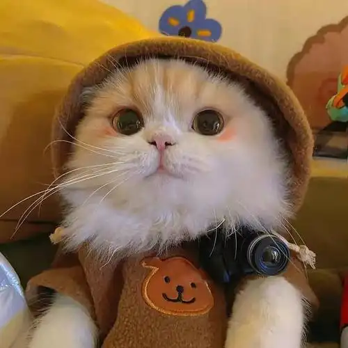 招桃花的猫咪头像可爱之猫必有可爱之处