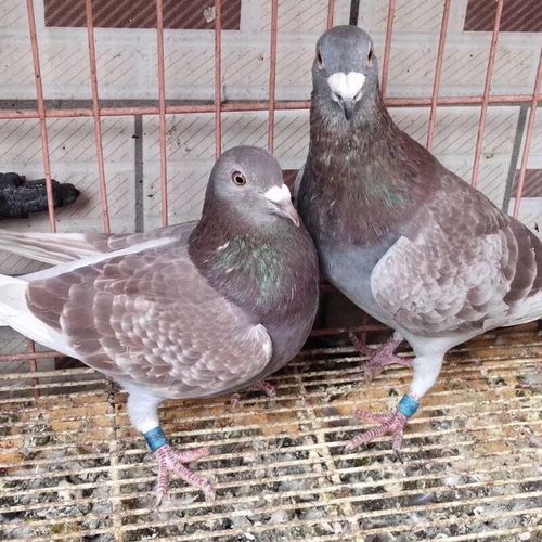 成绩鸽天落包活种鸽幼鸽青年鸽肉鸽活物鸽子 红雨点种鸽一对(带足环)