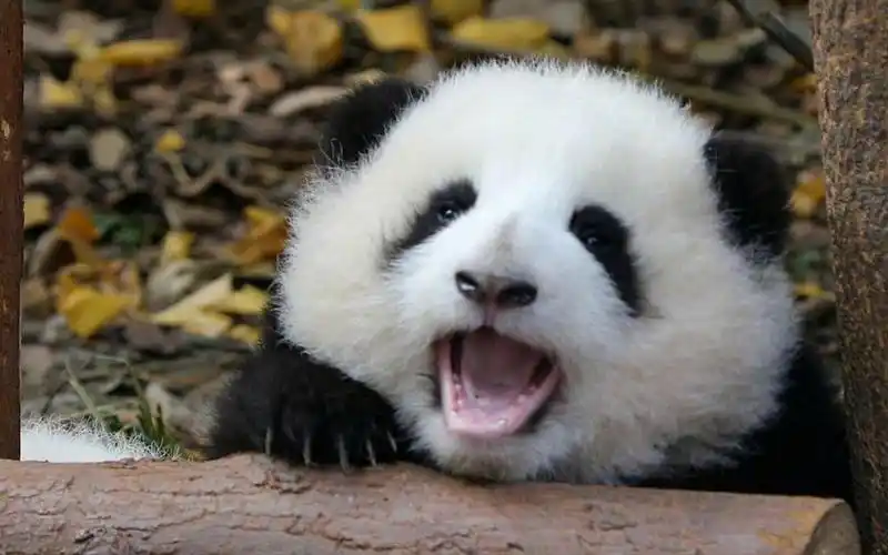 【熊猫和花花花撒娇可爱到爆炸呀!